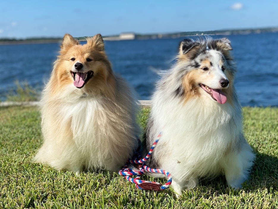 Barley and Shea