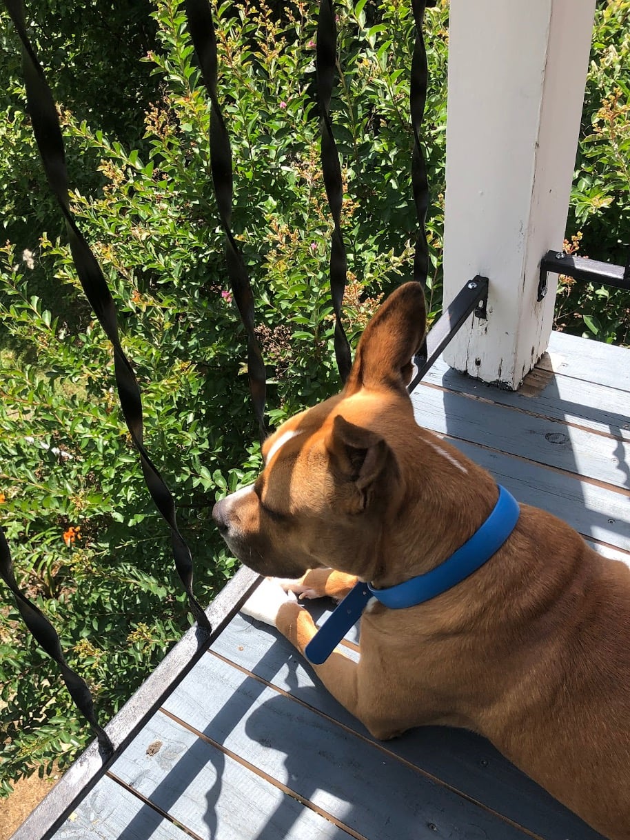Ivy