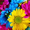 Tushar N.
