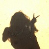 Mahima A.