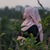 Alifa I.