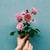 Hadeel E.