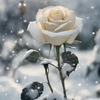 Zeinab A.