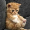 Shubham M.