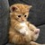 Shubham M.