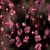 Arwa K.