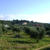 Adamantios A.