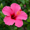 Shradha M.