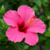 Shradha M.