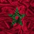 Anouar G.