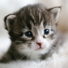 Shivam G.