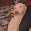 Sreenu C.