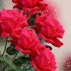 Abdulraqeeb A.