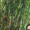 Mahdi A.
